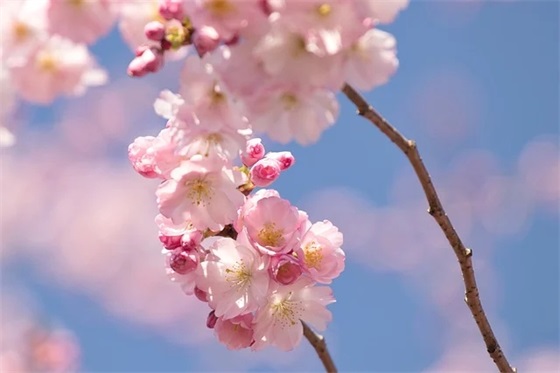 母亲节短信朋友81句