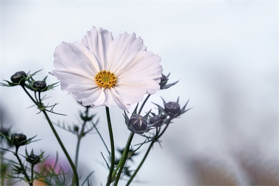 祝贺教师节短信82句