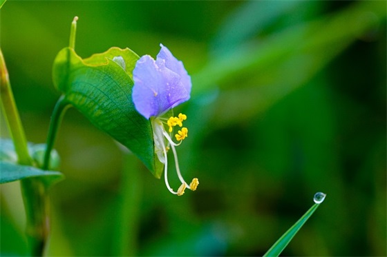 端午节的相思短信80句