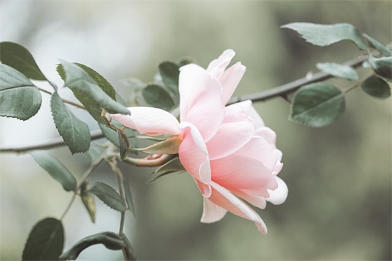 七夕送给老婆的短信82句