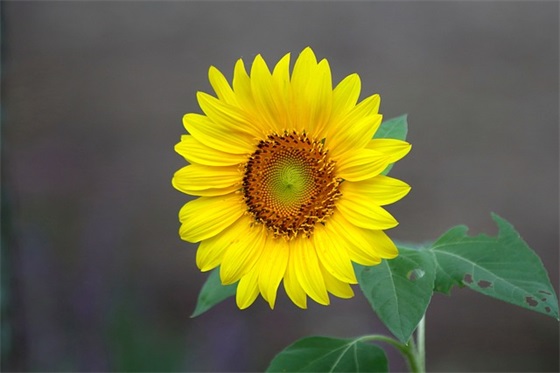 38节祝福短信81句