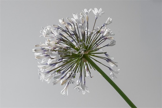 端午节短信集锦81句