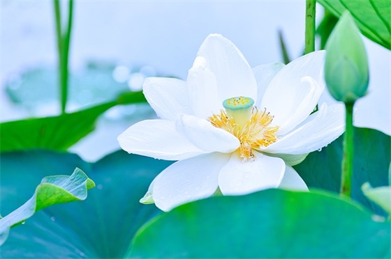 感恩的新年祝福短信81句