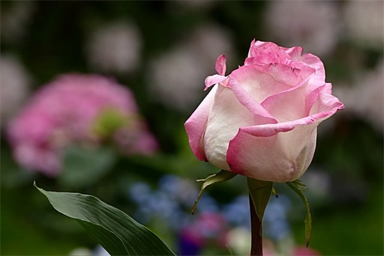 教师节感谢短信81句 教师节感谢短信81句