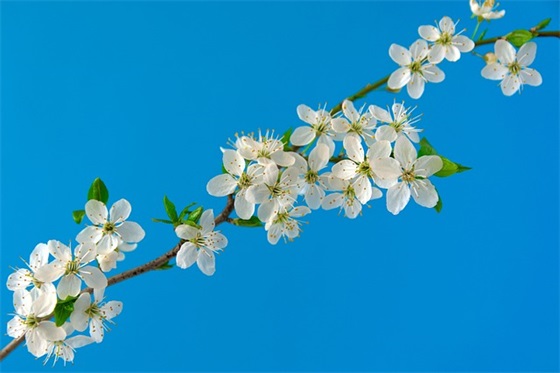 给女朋友的春节短信80句