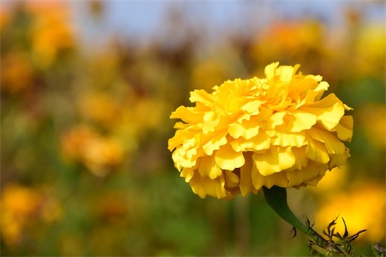 中秋节祝福客户短信80句 中秋节祝福客户短信80句