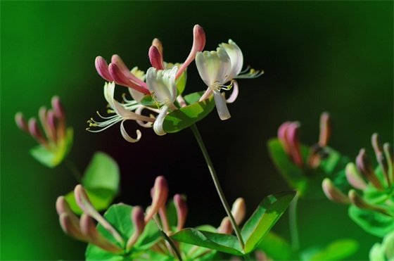 老师端午节的祝福短信82句 老师端午节的祝福短信82句