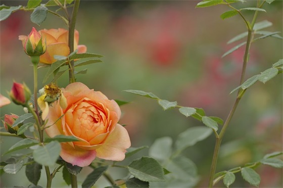 中秋节佛教短信26句 中秋节佛教短信26句