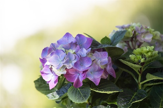 中秋节企业短信81句