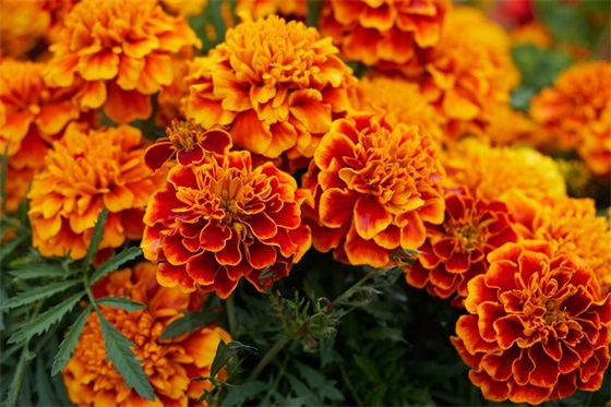 教师节英语短信 教师节英语短信