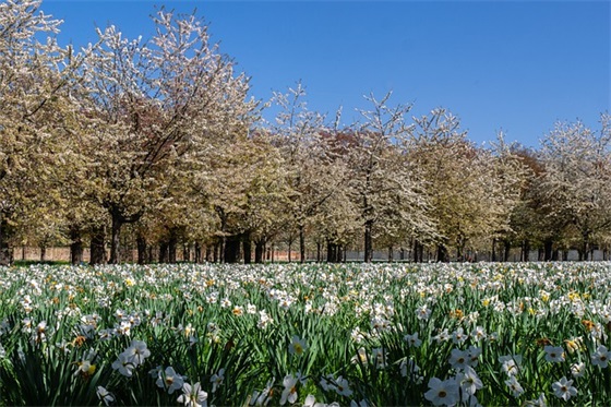 2025植树节公益活动祝福语大全