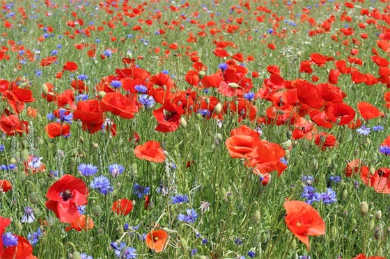 送给闺蜜的结婚祝福语 给闺蜜写结婚的祝福语