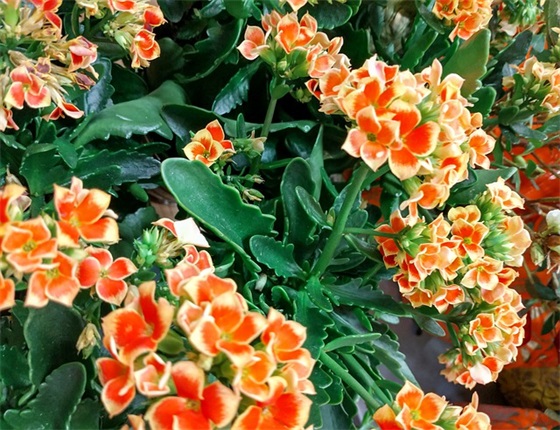 简单母亲节祝福语85句