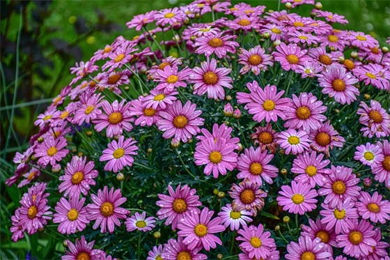 2025护士节唯美温馨祝福佳句(512护士节祝福语短句)