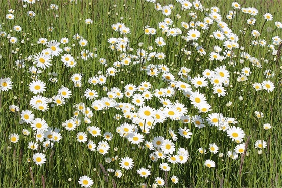 2025母亲节简短祝福语经典句子(母亲节祝福语简短)