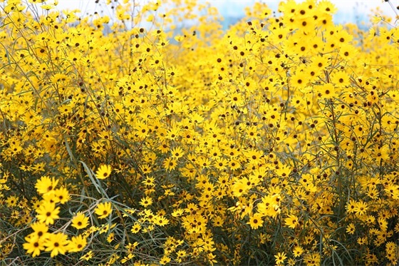 谢谢朋友祝福语51句