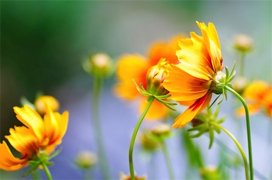 给小学老师的祝福语56句