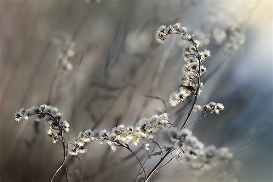 2025年微信新年祝福语大全53句