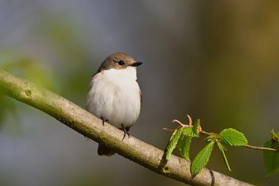 新年微信群祝福语2025年57句