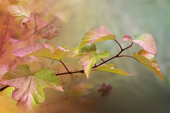 对女生的生日祝福语56句