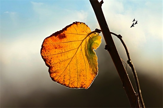 唯美又浪漫爱情经典语录