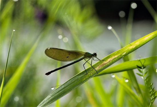 国家赔偿申请书范例6篇