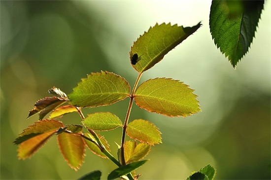 黄花紫菊范例6篇