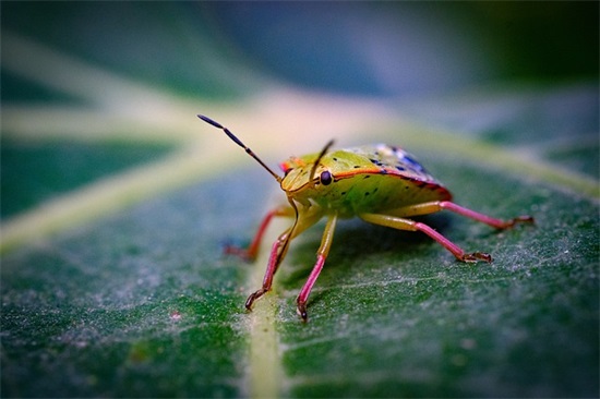 表白偶像的句子大全