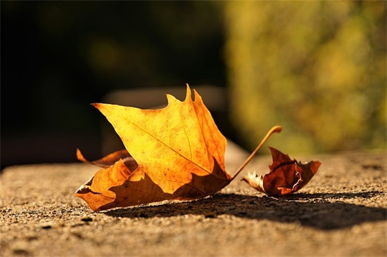 2025年春节祝福124句