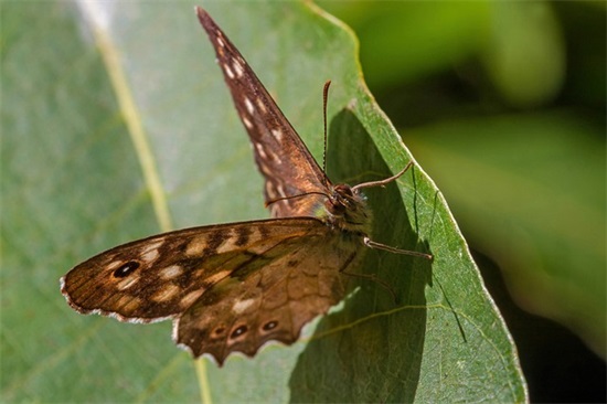 2025年六一儿童节贺词117句