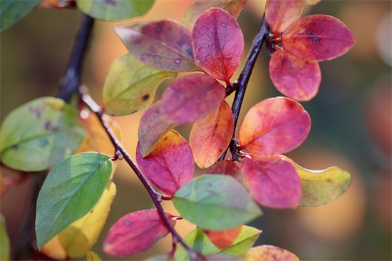 对女朋友温柔肉麻的话90句