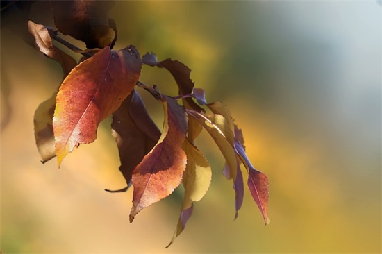 感恩教师寄语-100句