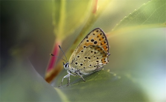 初三毕业伤感句子 初中毕业句子