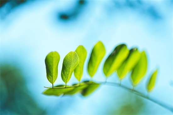 描写森林公园景色句子