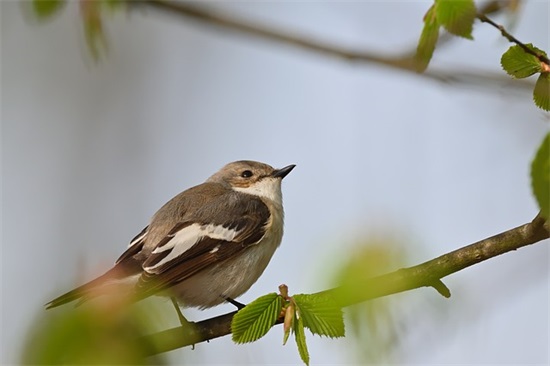 描写荷花开放的句子20句