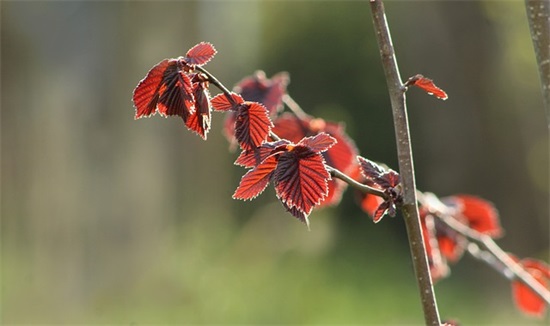 初中毕业生给学弟学妹寄语-99句