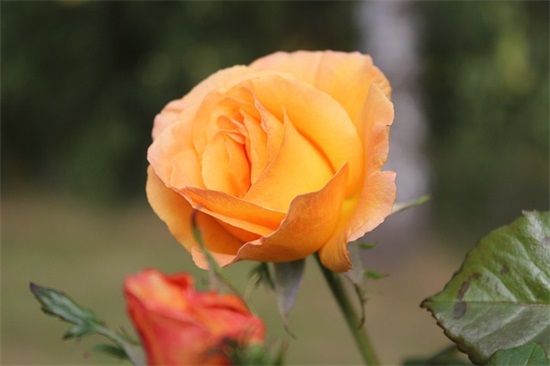 家长对老师的希望和寄语-91句