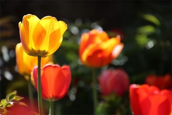 男孩长大寄语大全-100句