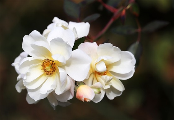 家长给孩子的成人礼寄语(精选50句) 【给孩子的成人礼寄语怎么写?】