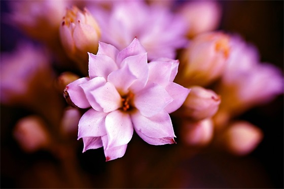 给高三学生的家长寄语 【给高三孩子的家长寄语怎么写】