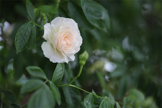 没有父亲节的父亲节寄语 【没有父亲节说说大全】