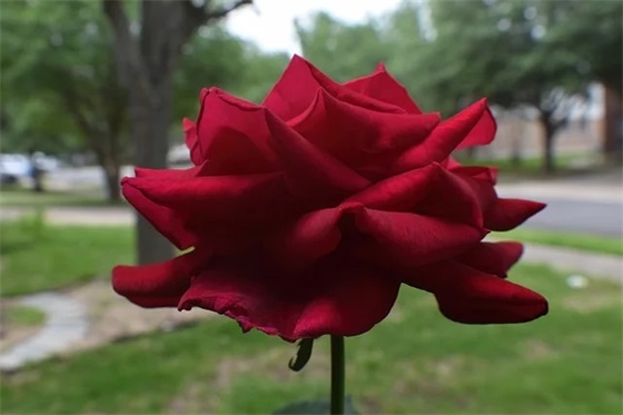 小学生六年级家长寄语怎么写 【2026小学6年级家长寄语简短】