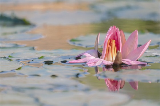 一周家长寄语初中 【初一家长一周寄语】