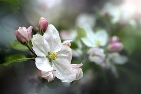 宝宝寄语男孩幼儿园 【幼儿园家长寄语简单真实】