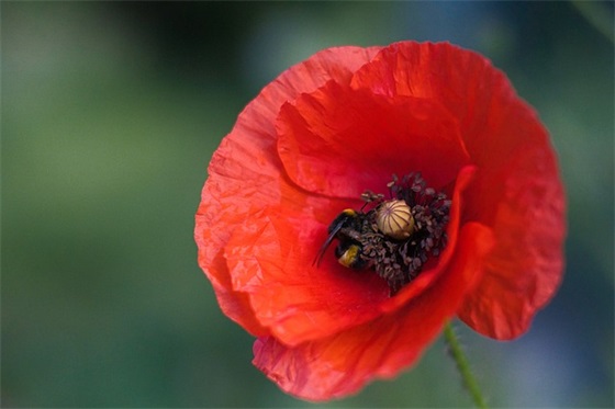 儿子少先队员家长寄语 【儿子少先队员家长寄语大全】