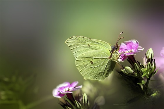 七色花家长寄语怎么写 【七色花家长评语怎么写】