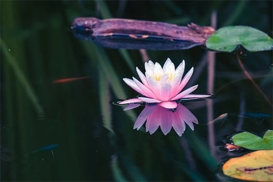 清晨寄语正能量一句话 【每日一句早安心语】