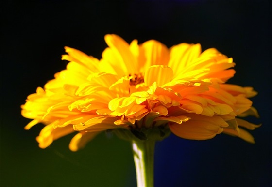 家长孩子幼儿园毕业寄语 【家长给孩子的幼儿园毕业寄语简短】