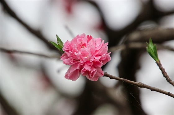 幼儿园的毕业寄语怎么写最简单 【幼儿园的毕业寄语怎么写最简单的话】