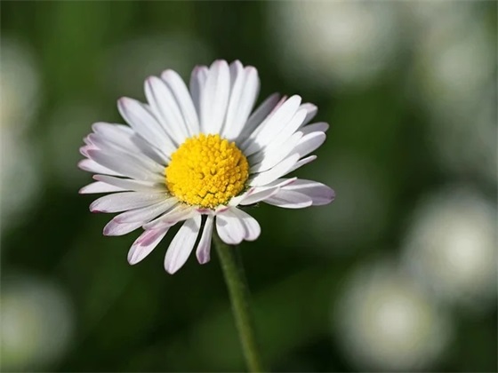 毕业生感恩寄语 【毕业感恩寄语简短】